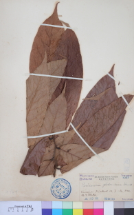 Specimen thumbnail